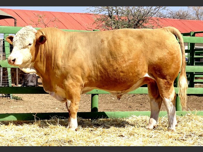 GV2340 | VOIGTLAND SIMMENTALER