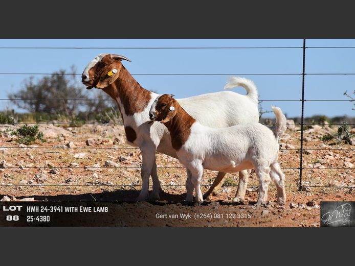 HWH24-3941 | Gert van Wyk