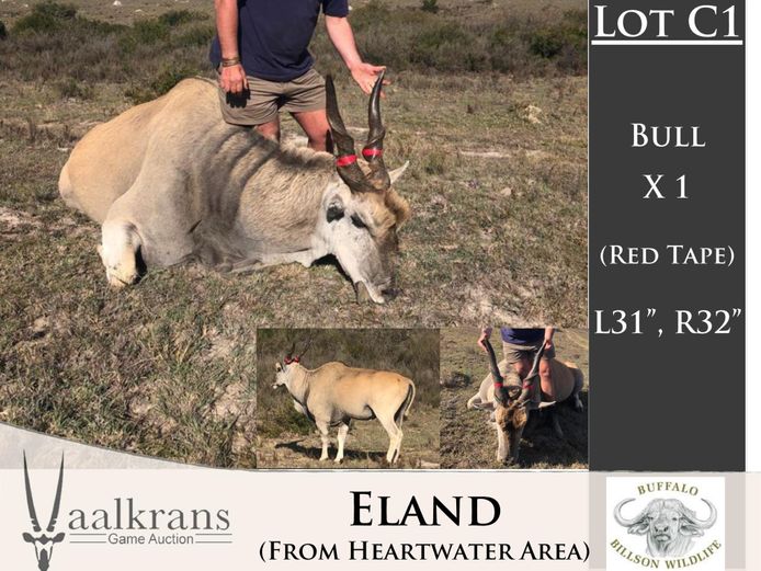 Eland Bull