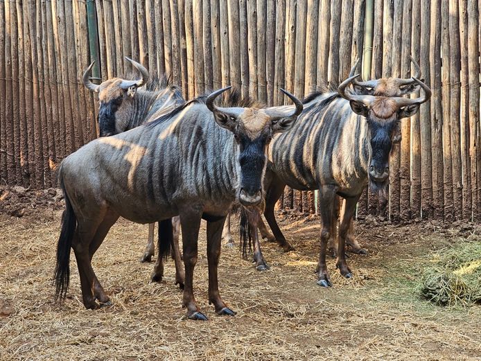 BLUE WILDEBEEST | W. KLOPPERS