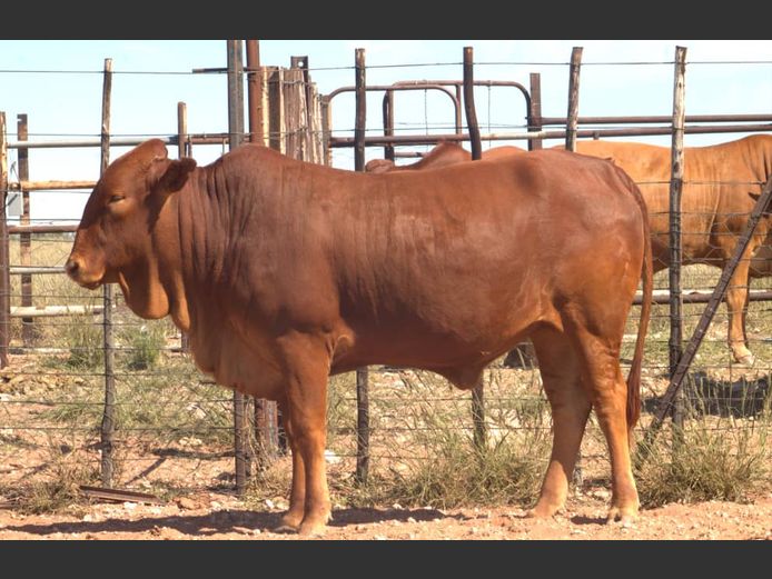 JJB 240032 | SALZTAL AFRIKANER