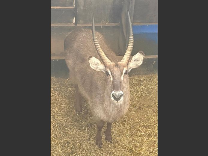 Waterbok Bul