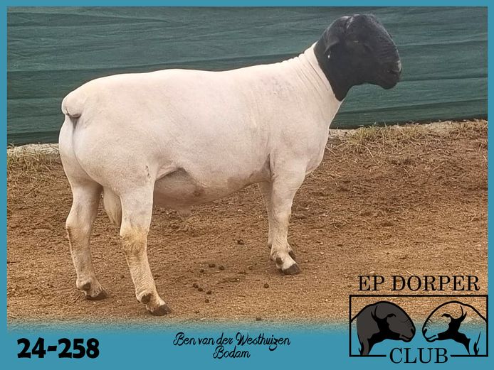 24-258 | Ben van der Westhuizen - Bodam