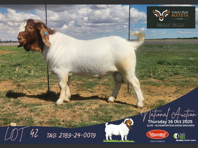 2189-24-0019 | Christiaan Labuschagne (Hakuna Matata Stoet)