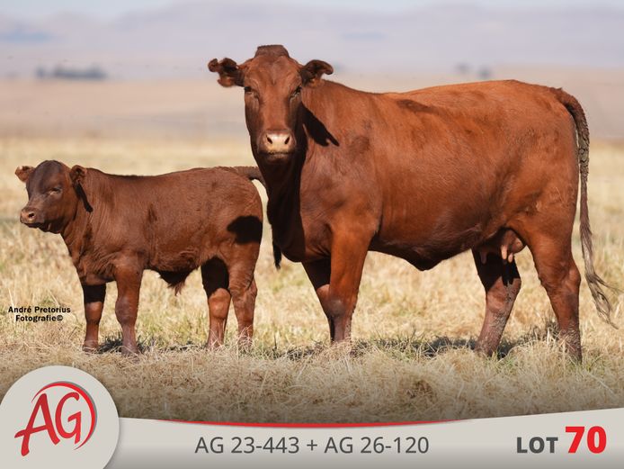 AG230443 | ARTHUR DE VILLIERS & SEUN