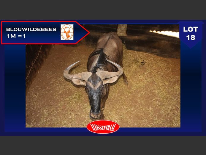 BLUE WILDEBEEST