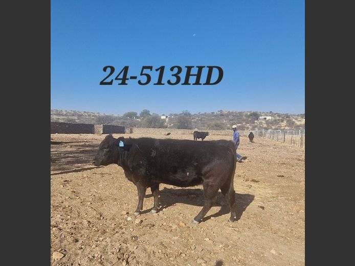 24-0513HD | MECKLENBURG BLACK ANGUS