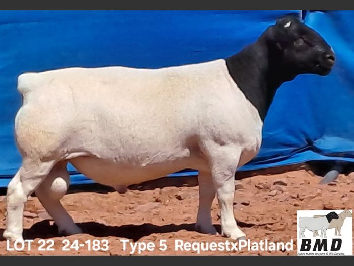 24-183 | BROER MARITZ DORPERS