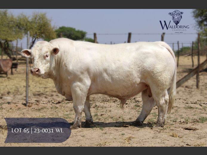 23-0031WL | WALDORING CHAROLAIS