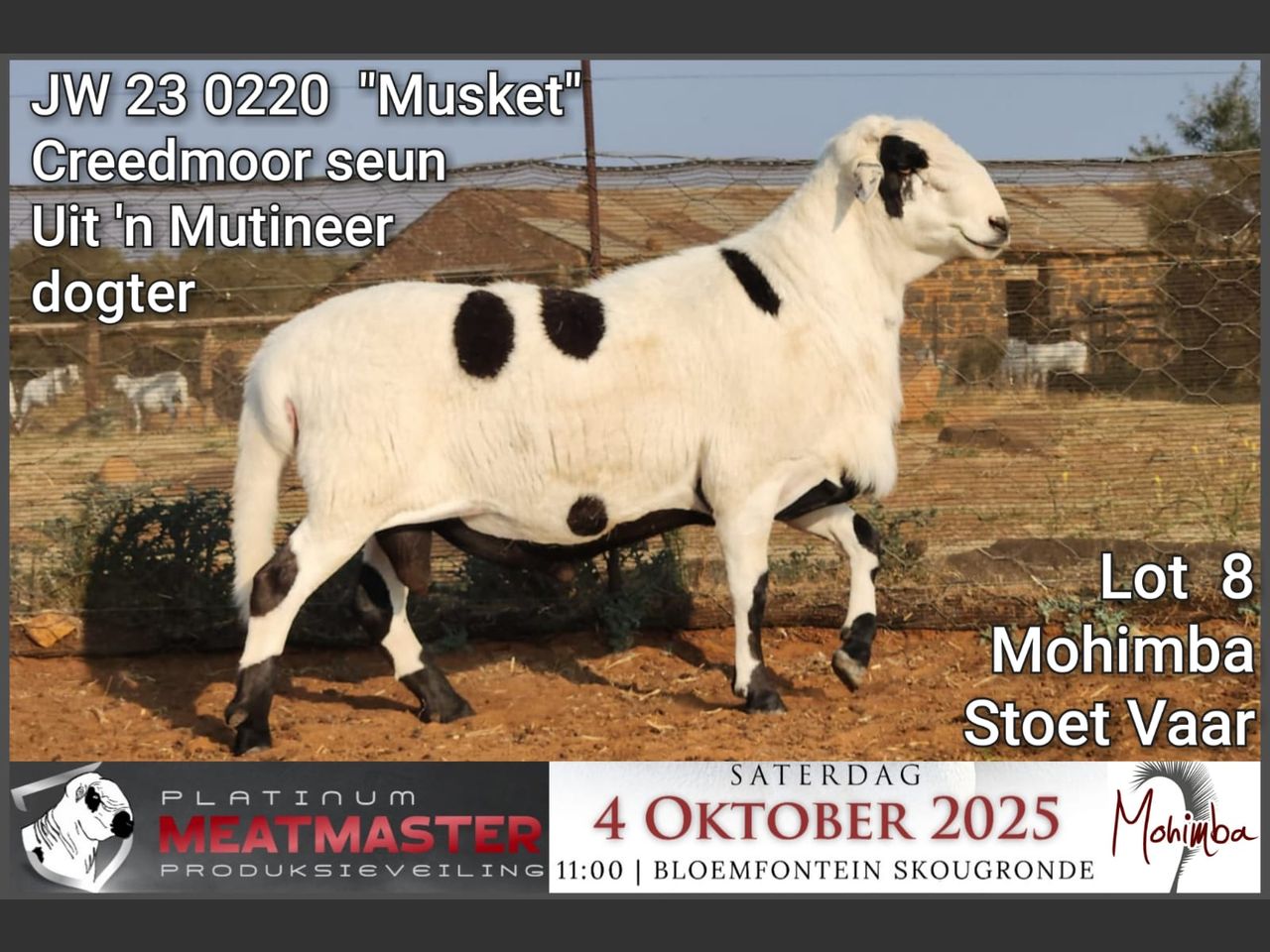 Lot 8 | PLATINUM MEATMASTER PRODUKSIEVEILING | SwiftVEE | South Africa ...
