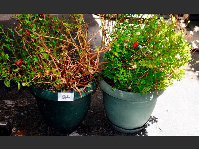 LOT: 2 x GREEN PLASTIC PLANTERS WITH PLANTS