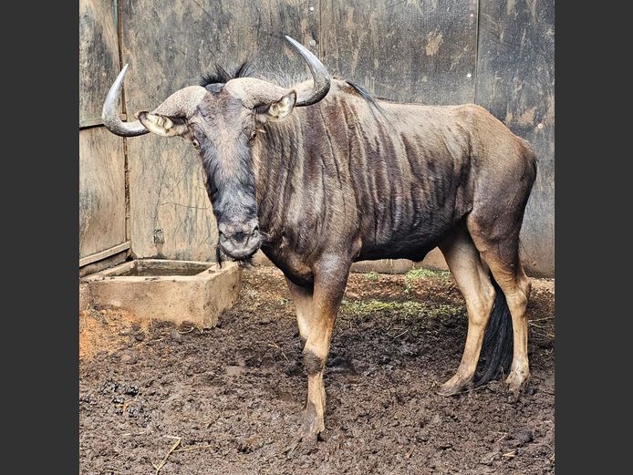 BLUE WILDEBEEST 29.5” | VIKELA