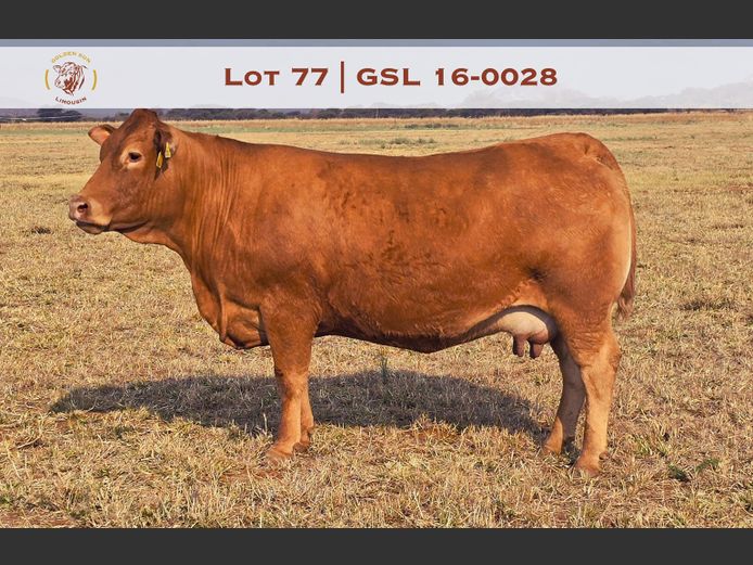16-0028GSL | GOLDEN-SUN LIMOUSINES