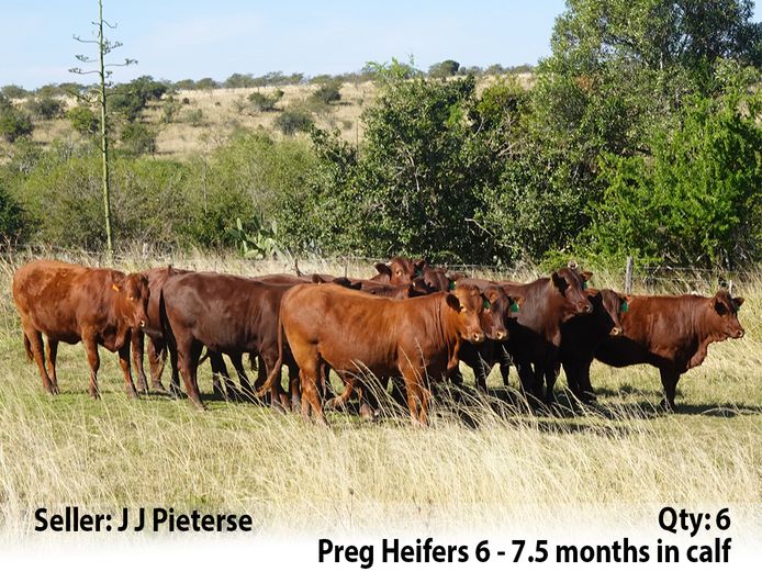 Commercial Animals | J J Pieterse
