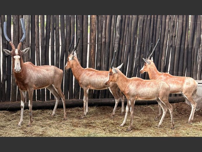 Geel Blesbok Jagram/Teelram