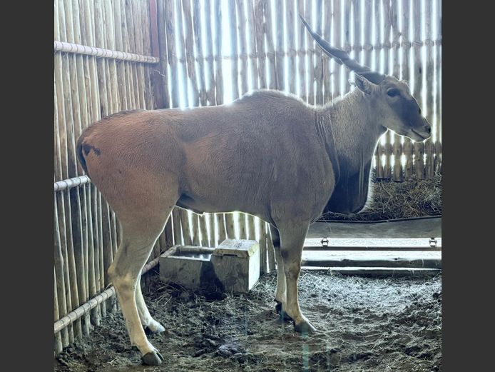 Eland Bul