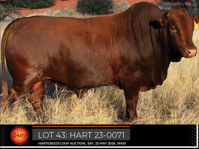 HART230071HH(c) | HARTEBEESTLOOP BONSMARA