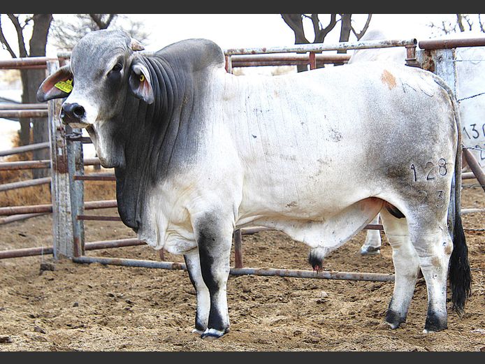 23-0128KG | MAKALANI BRAHMAN