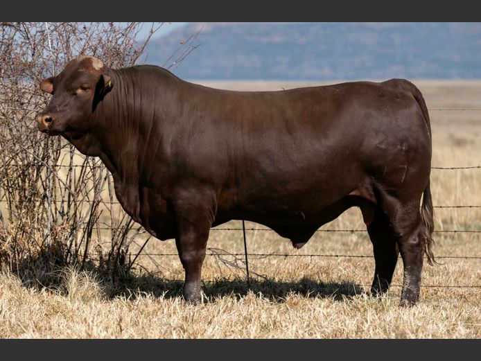 SP 240007 | PINEKLOOF TRUST