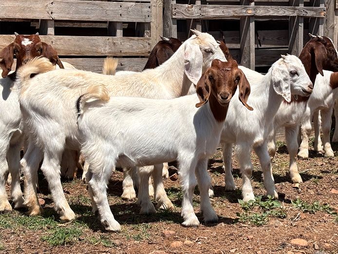 Boergoat Maiden Ewe Kids