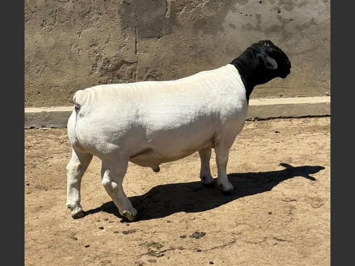 245116 | Ivor Phillips