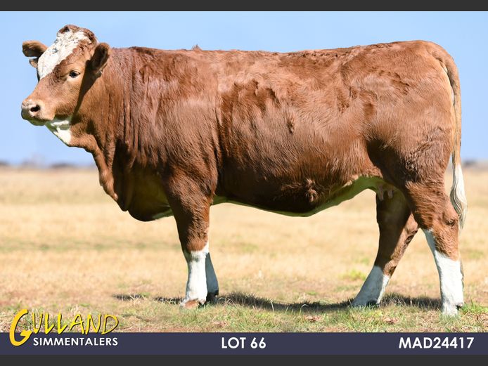 MAD24417 | MG DE JAGER