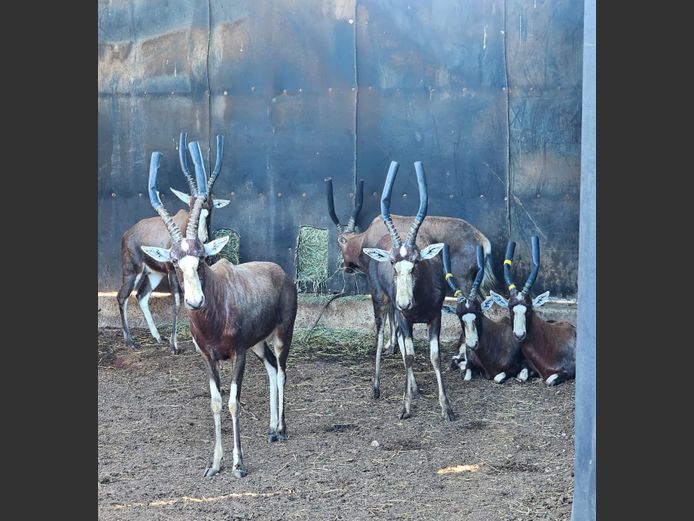 BLESBOK | VISSER WILD