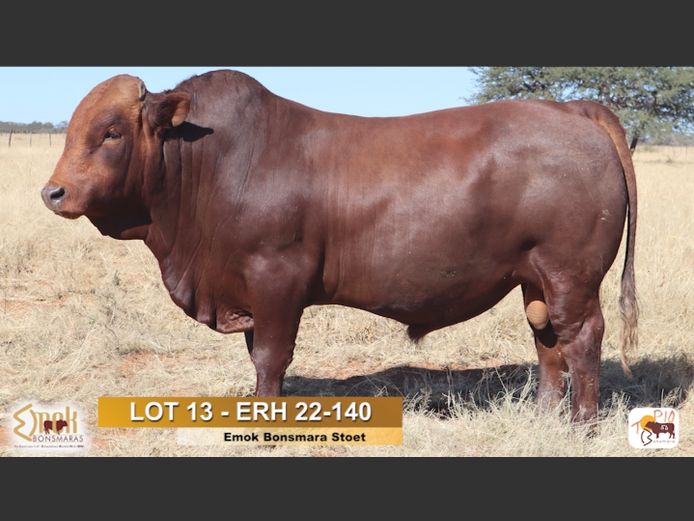 Lot 13 | TOP 10 BONSMARA AUCTION | SwiftVEE | South Africa’s Leading ...
