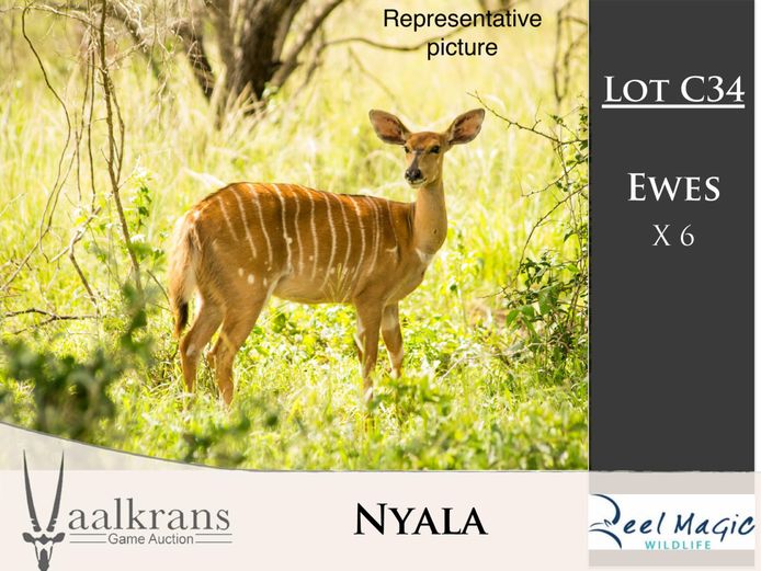 Nyala Ewes