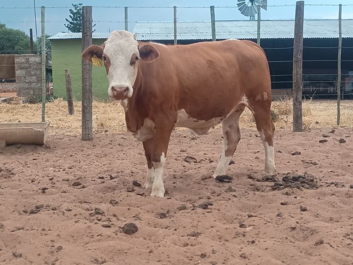 MBE2369 | MAMUMBE SIMBRA