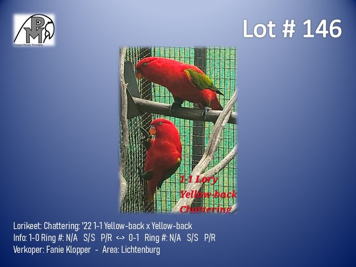 1-1 '22 Lorikeet: Chattering: Yellow-back x Yellow-back - Fanie Klopper