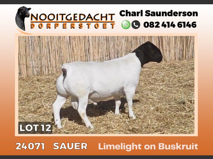 24071 | NOOITGEDACHT  DORPERS