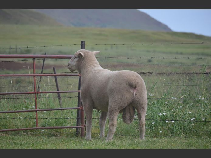 T 240146 | TWEE BROERS DORMER STOET