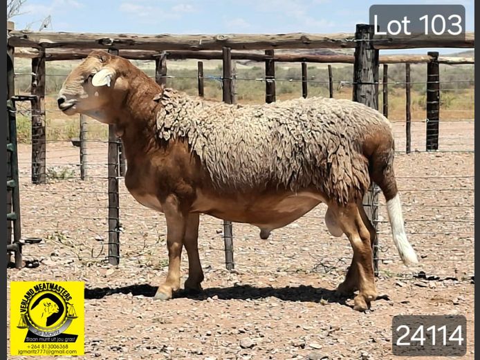 24114 | VERLAND MEATMASTERS