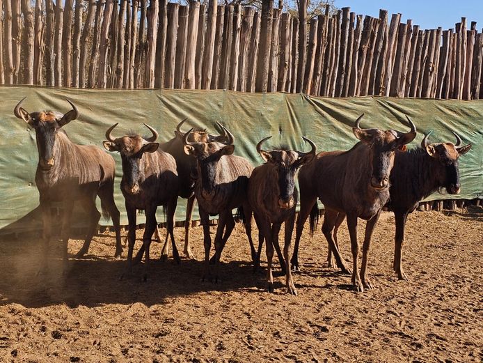 BLUE WILDEBEEST | KRUISRIVIER