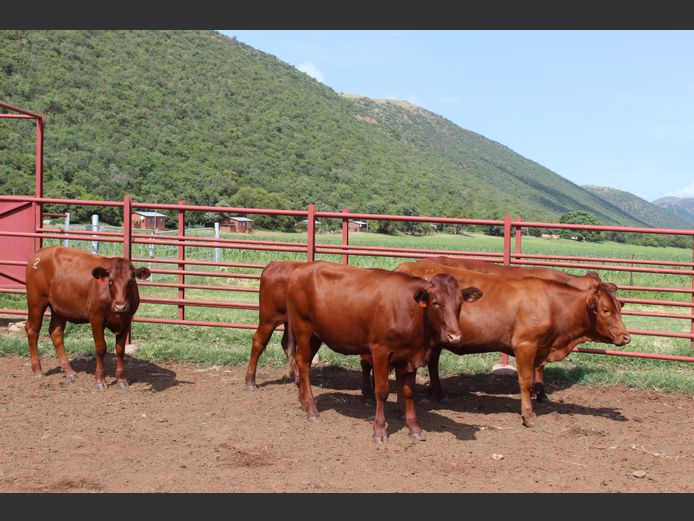 Commercial Female Animals -  DRV Bonsmara Stoet - Nylstroom