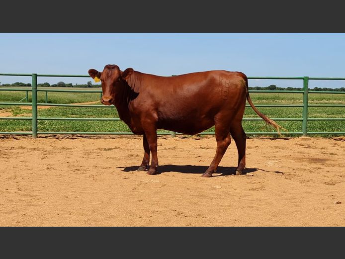 Commercial Female Animals -  Tian Kruger - Roedtan