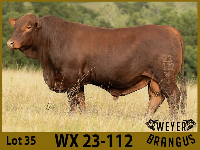 WX23112 | WOODBURY FARMS CC