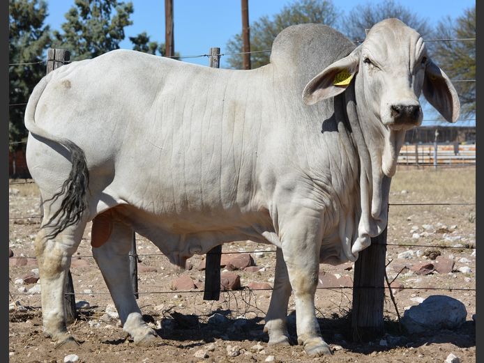 23-0289FK | WANETTA BRAHMANE