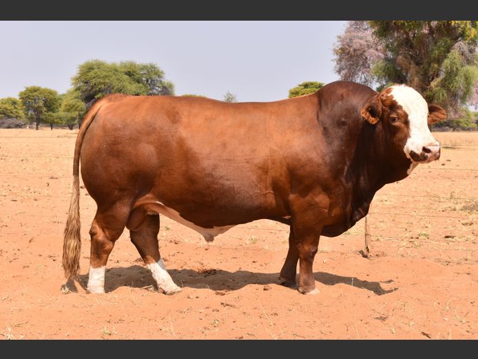 HB2080C | RUMBA SIMBRA