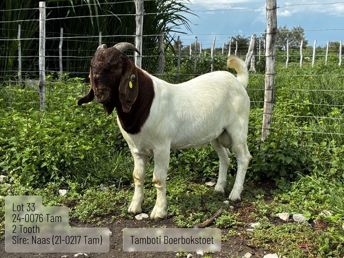 24-0076 Tam | TAMBOTI BOERBOKSTOET