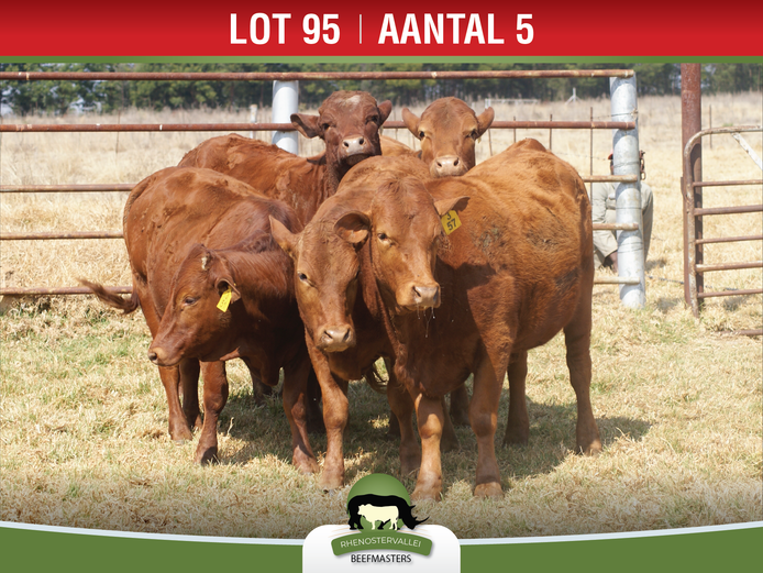 Commercial Animals | Rhenostervallei Beefmasters