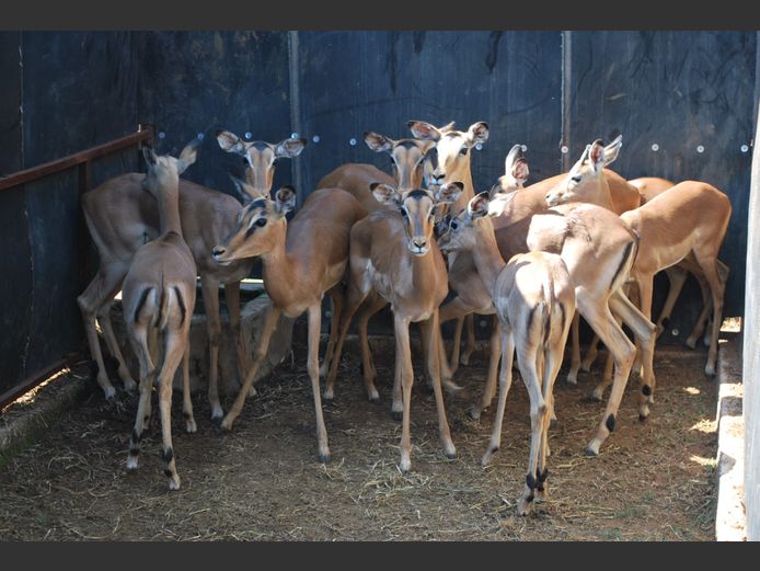 ROOIBOK | MABALINGWE