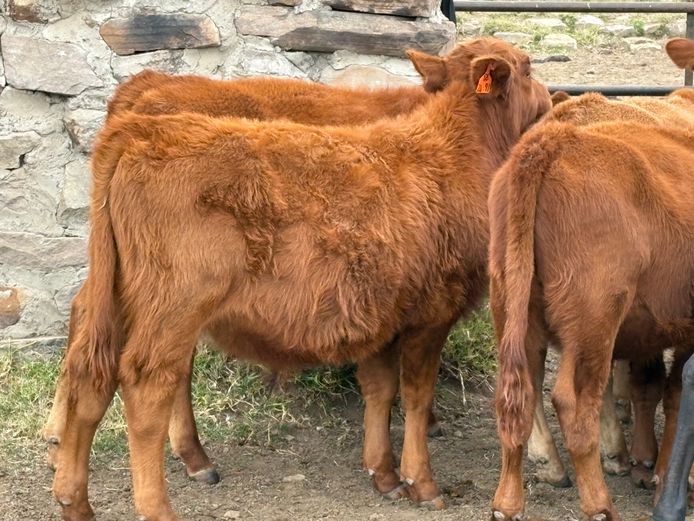 Intact Bull Calves | Sheard Estates