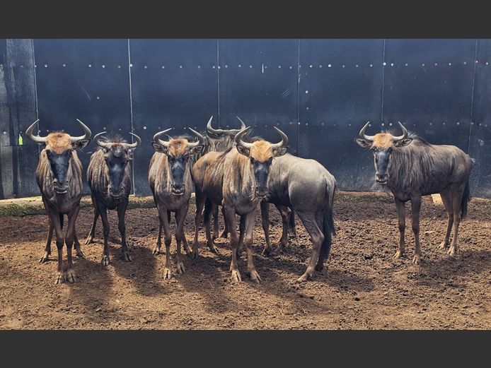 BLUEWILDEBEEST | FOREVER RESORT