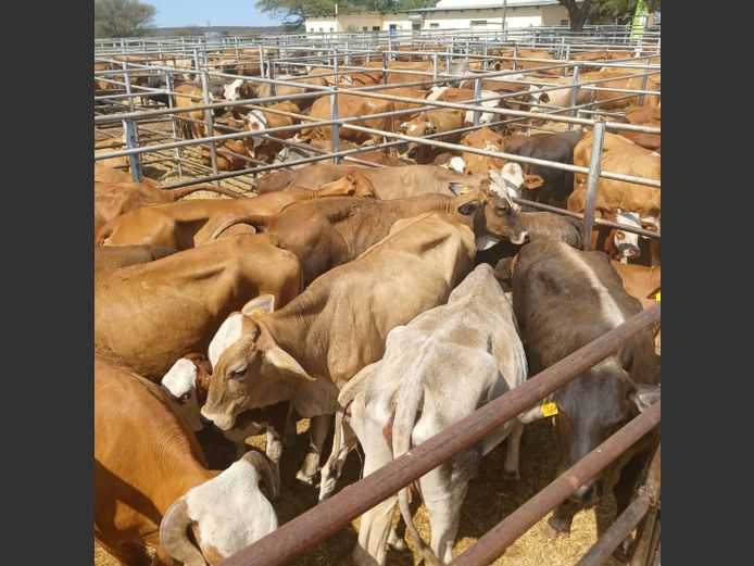 COWS WITH CALVES  | DOLL FARMING PREMIUM AUCTION