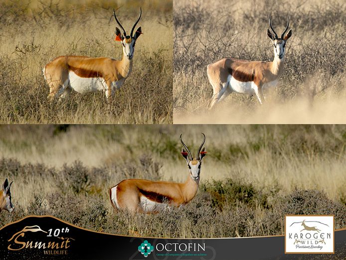 12"+ Springbok Ewes running with 19" Ram