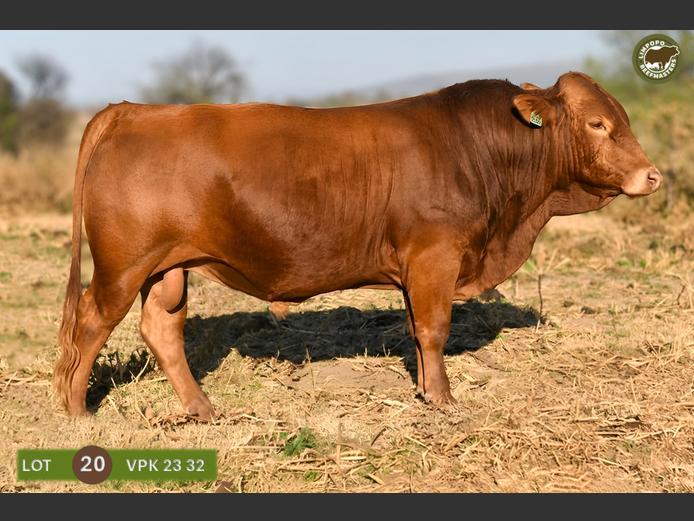 VPK230032 | WENKOR BEEFMASTERS