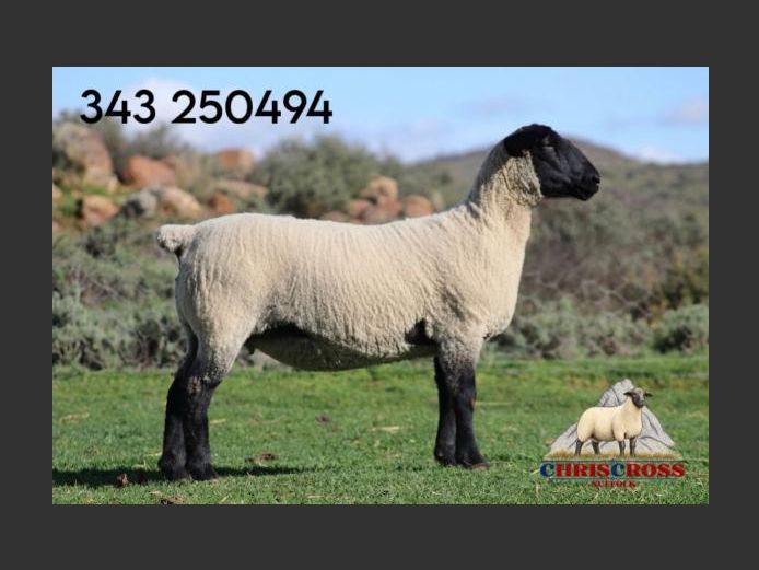 343250494 | CHRISCROSS SUFFOLKS