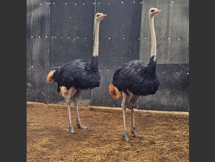 OSTRICHES | THE LITTLE HUT